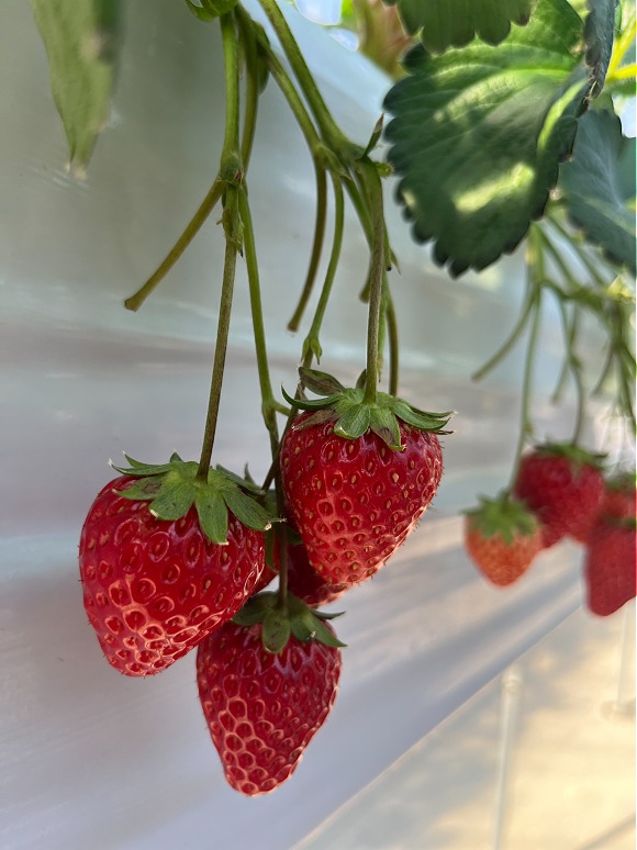 A43517AF5375576FA55D45B7CAB74B7C791E28CC A43517AF5375576FA55D45B7CAB74B7C791E28CC